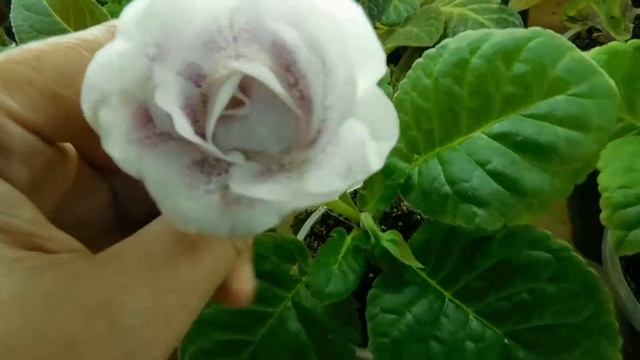 Глоксиния Настенька смотреть онлайн