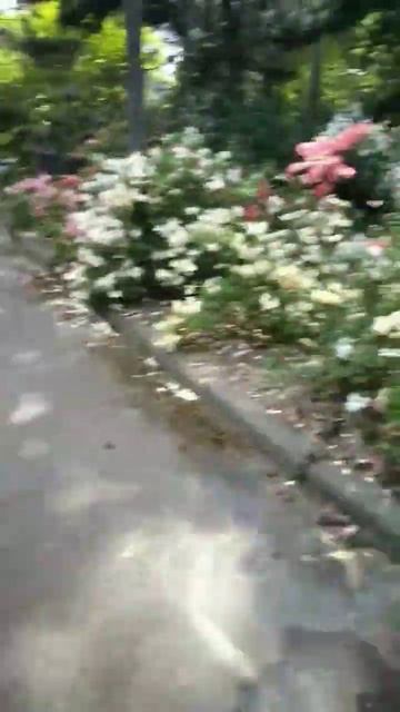 Ботанический сад . Красота 💯 смотреть онлайн