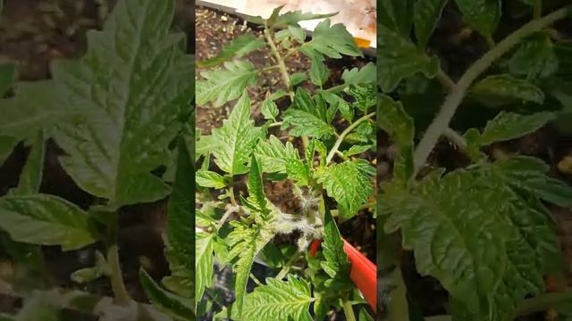 Почему пион не пион, а просто листья? Кто знает? смотреть онлайн