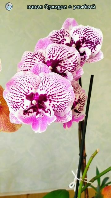 Зимой и летом НЕ одним цветом #орхидеи #орхидеяуход #orhi смотреть онлайн