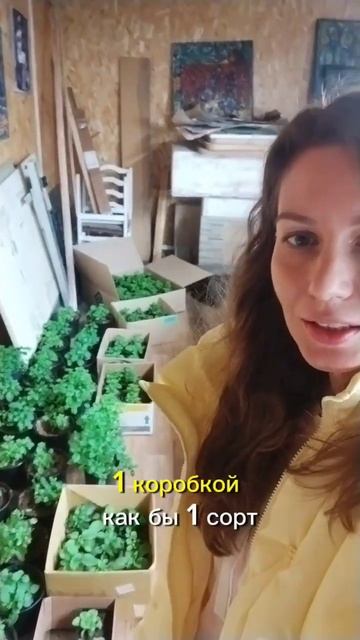 #огород #сад #garden #дача #цветы #plants #петуния #растения смотреть онлайн