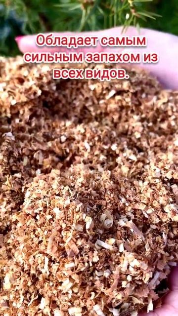 Стружка можжевельник смотреть онлайн