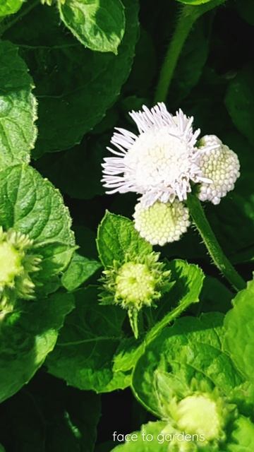 #Ageratum Bumble White, Quality #cuttings 霍香蓟白菊球 смотреть онлайн