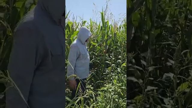 #Биогумус #жидкий #удобрения.#liquid #biohumus #fertilizers