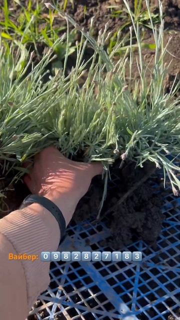 #саджанці гвоздика смотреть онлайн