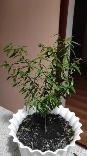 9☘️#мирт #myrtle 🏡 #тарантино #саджанці #рослиниукраїна # смотреть онлайн