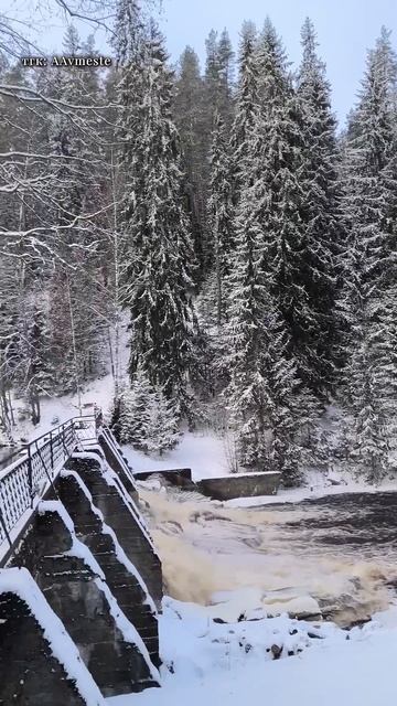 Елки, сосны, вода, мы #путешествия #тренды #shorts #поездка смотреть онлайн
