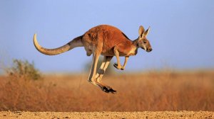 Сумчатые: Интересные факты про животных Австралии