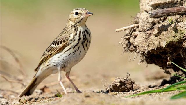 Пение Лесного Конька в Природе. Голос Лесного Конька. Поет Лесной Конёк