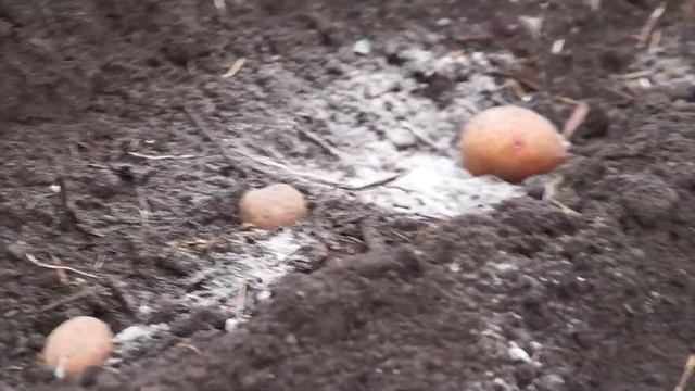 Як картоплю під мотоблок ДТЗ саджали. Спочатку допрац? смотреть онлайн