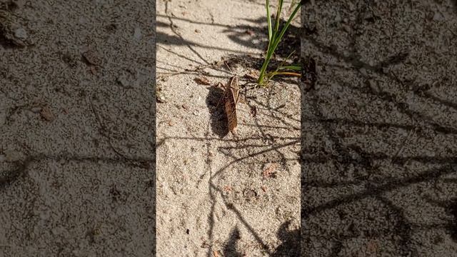 муравьи lasius niger едят саранчу смотреть онлайн