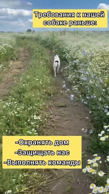 Ставьте лайк у кого есть домашнее животное🐾 #животны? смотреть онлайн