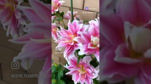 Лилия Саманта так шикарно цвела прошлым летом, в горшк