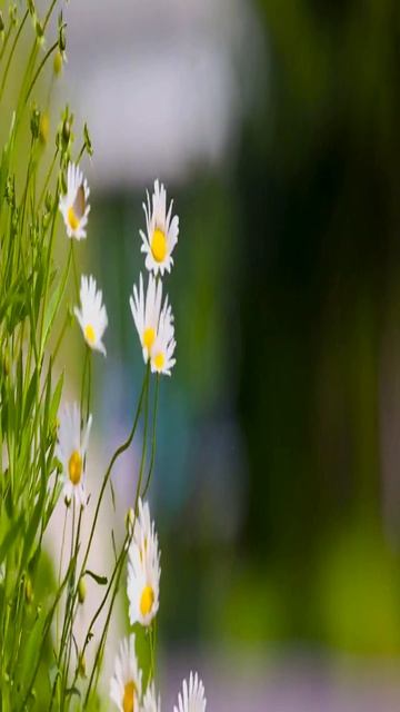 Nature-Маргаритка белый цветок смотреть онлайн