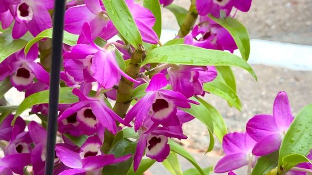 Orchid - Dendrobium Nobile смотреть онлайн