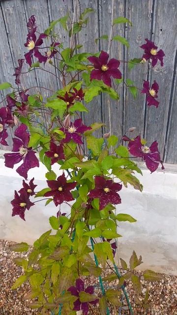 Клематисы. Сорт "Варшавска Найк" #дача #сад #цветы#клема смотреть онлайн