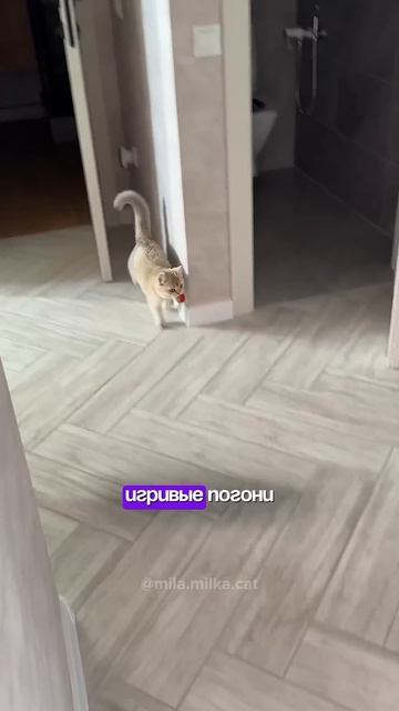 Что делать, если кошка постоянно требует внимания?🐱 смотреть онлайн