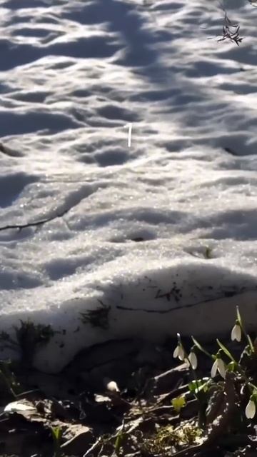 С первым днём весны друзья🌱🤗🫶🏻! Всем солнечного х? смотреть онлайн