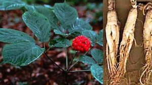 Выращивание женьшеня . Часть 4.Уход за растениями и сбо