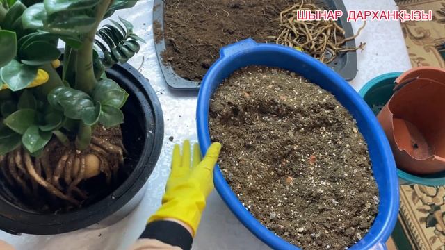 ГИГАНТ ДОЛЛАР ЗЕНЗИДІ ДҰРЫС ОТЫРҒЫЗУ❗️СУПЕР ҚҰНАРЛЫ смотреть онлайн