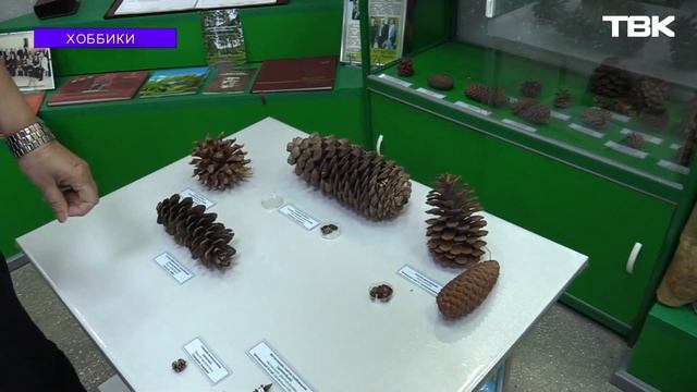 Коллекция сосновых шишек / «Хоббики» смотреть онлайн