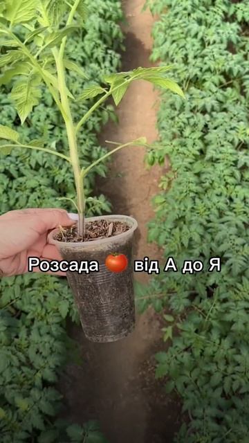 #теплица #помідори #розсада #теплицаурожай #выращивать смотреть онлайн