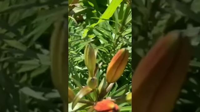 FLOWERS /LILY FLOWER /КРАСКИ ЛЕТА /РОЗЫ /ЛИЛИИ /ИРИСЫ /ПИОН / ВЕРБ смотреть онлайн