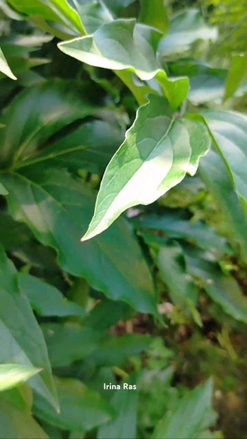 Пион #цветы #пионы#цветывсаду #красота #природа смотреть онлайн