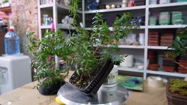 Бонсай из мирта (Myrtle) смотреть онлайн