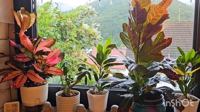 КОМНАТНЫЕ РАСТЕНИЯ .Кротон (Croton) - растение кодиеум, ил?