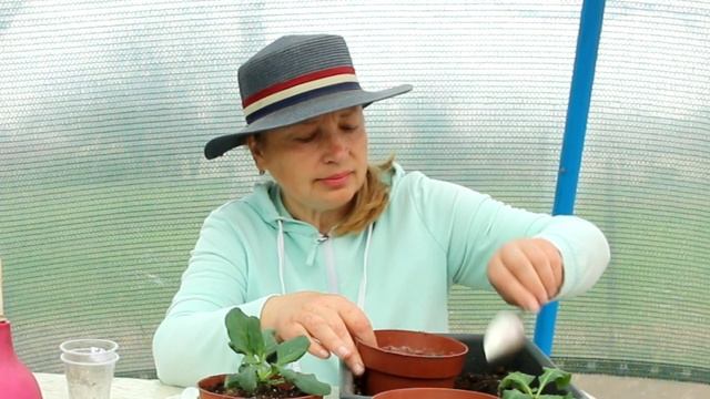 Вторая пикировка петунии. Как пересадить петунию в го? смотреть онлайн