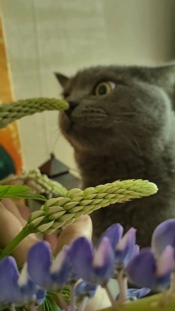 кот пытается есть люпины, это не опасно? смотреть онлайн