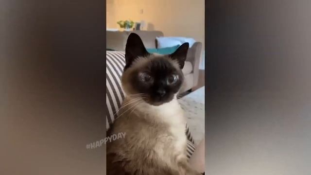 Тебе ГРУСТНО??? Нет НАСТРОЕНИЯ??? Тогда тебе СЮДА!!!! Сборник ТОПОВЫХ ПРИКОЛОВ смотреть онлайн