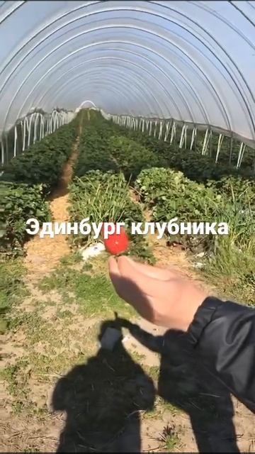 Работа в Фермe клубники,Работа в Англии,Работа в Эдинб? смотреть онлайн