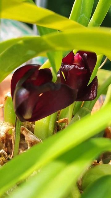 Black orchid Maxillaria shunkeana - hidden beauty! - красота, укрытая от глаз! смотреть онлайн