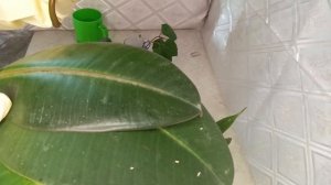 Можно ли размножить фикус каучуконосный листом