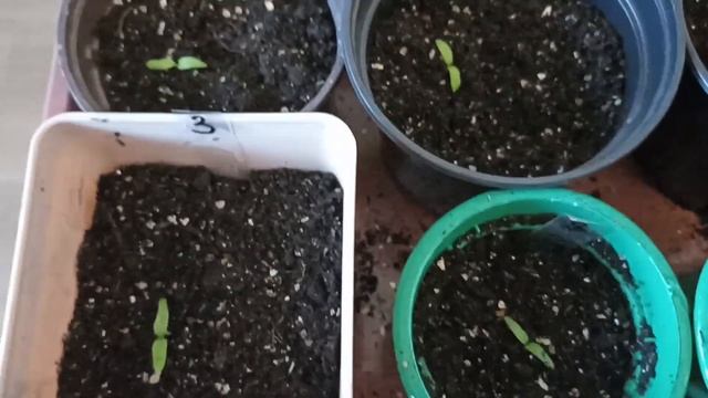 Помидоры взошли и вытянулись// Как исправила ситуацию/ смотреть онлайн