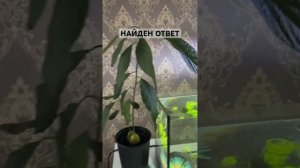 СОХНУТ ЛИСТЬЯ? АВОКАДО, РЕШЕНИЕ ЕСТЬ !