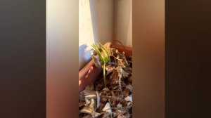как быстро растёт кедр (3года)