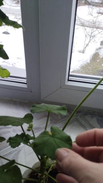 Из небольшого отводка выросла герань. смотреть онлайн