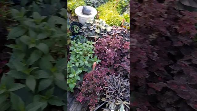 Ипомеи батат, 9 сортов, отправка срезов, 89192346048-Ватсап. смотреть онлайн