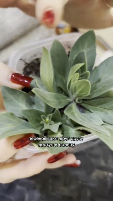 Когда пикировать?Как всегда предлагаю смотреть на рас смотреть онлайн