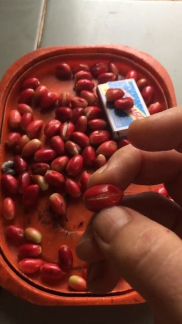 видео магический плоды смотреть онлайн