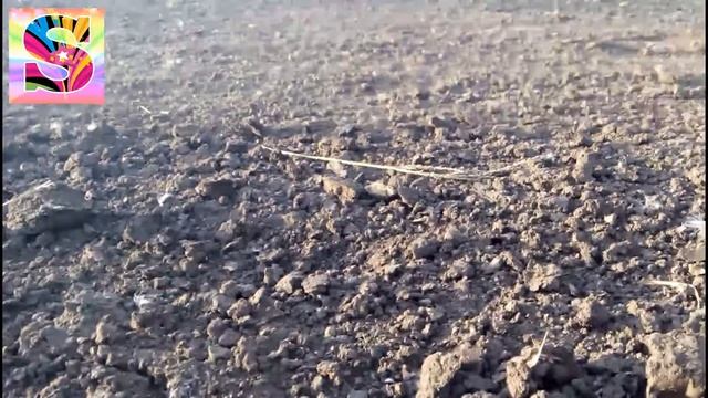 Гонки на грузовике | Bigfoot rally Extreem