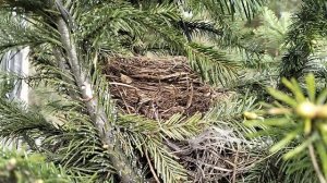 ГНЕЗДО ДРОЗДА НА ЁЛКЕ 😍