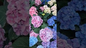 ГОРТЕНЗИЯ АДУЛА Пурпл и Пинк