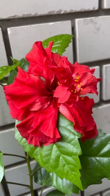 🌺 махровый гибискус. Китайская Роза смотреть онлайн