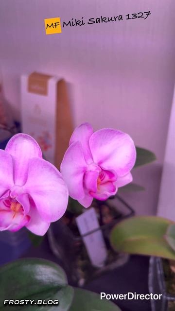Орхидея Miki Sakura 1327 #orchid #цветущиеорхидеи смотреть онлайн