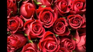 Jazzdauren - Дарите женщинам цветы