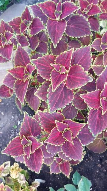 Колеус "Ruby II". Coleus "Ruby II". смотреть онлайн